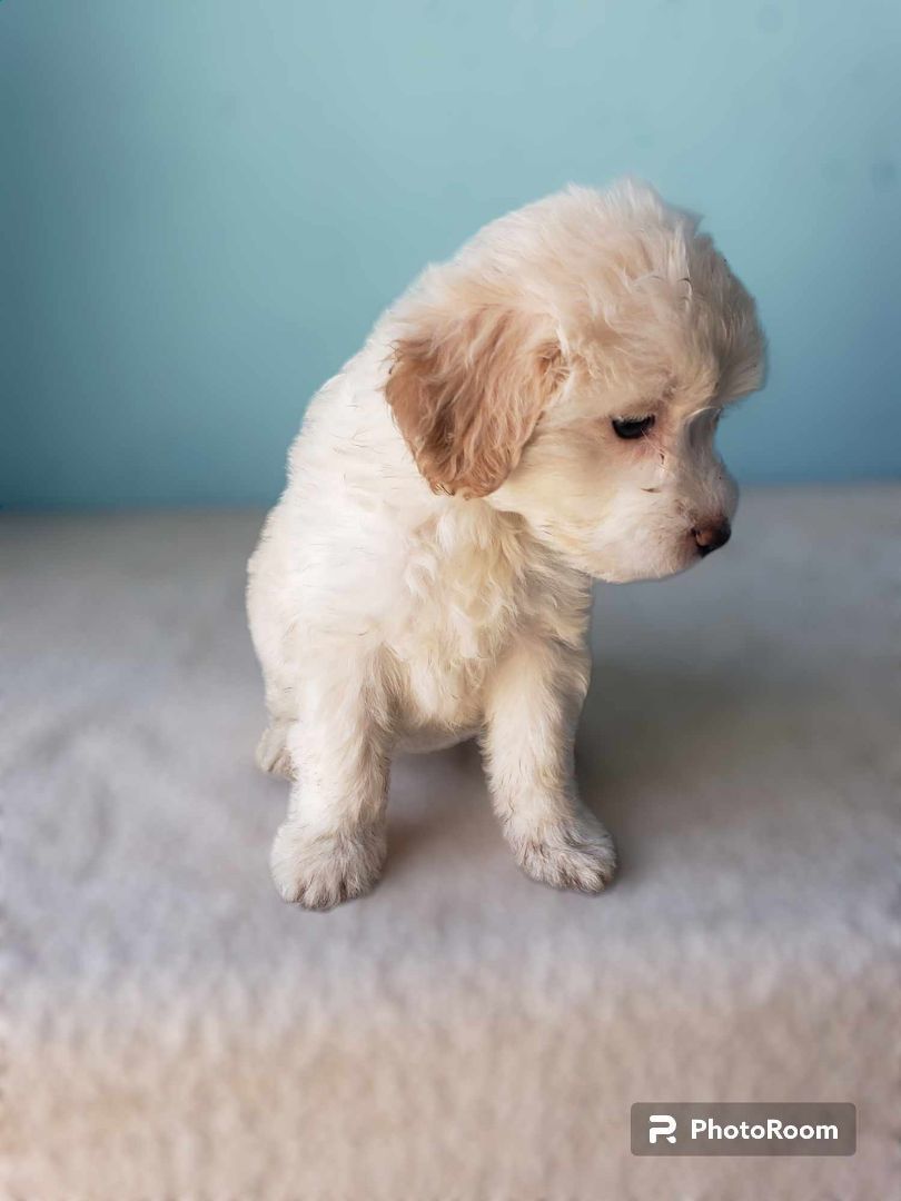 Holly, Adopted, Puppy Female Maltipoo.