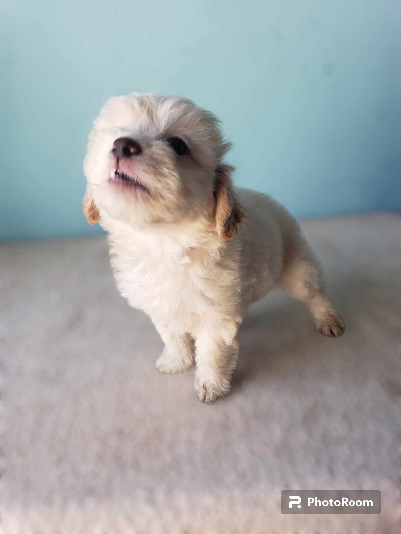 Holly, a Adopted mixed breed in Tijuana, BCN image 2/4
