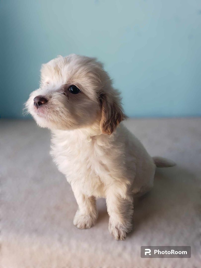 Holly, a Adopted mixed breed in Tijuana, BCN image 3/4