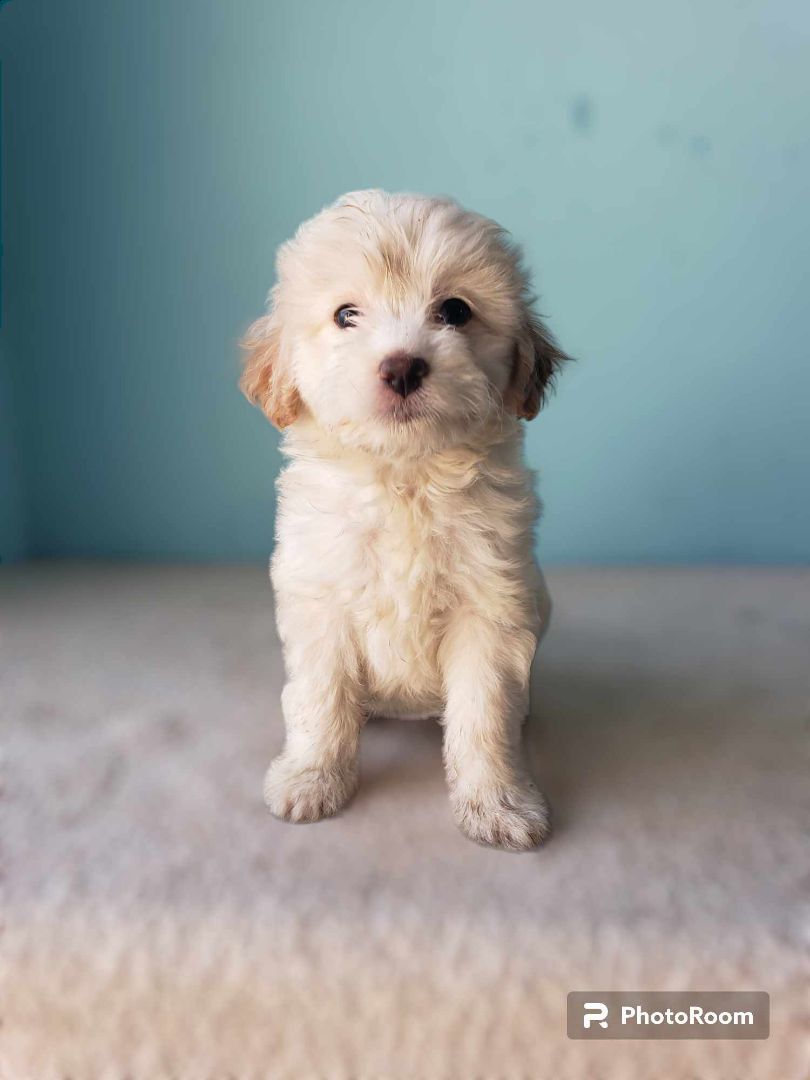 Holly, a Adopted mixed breed in Tijuana, BCN image 4/4