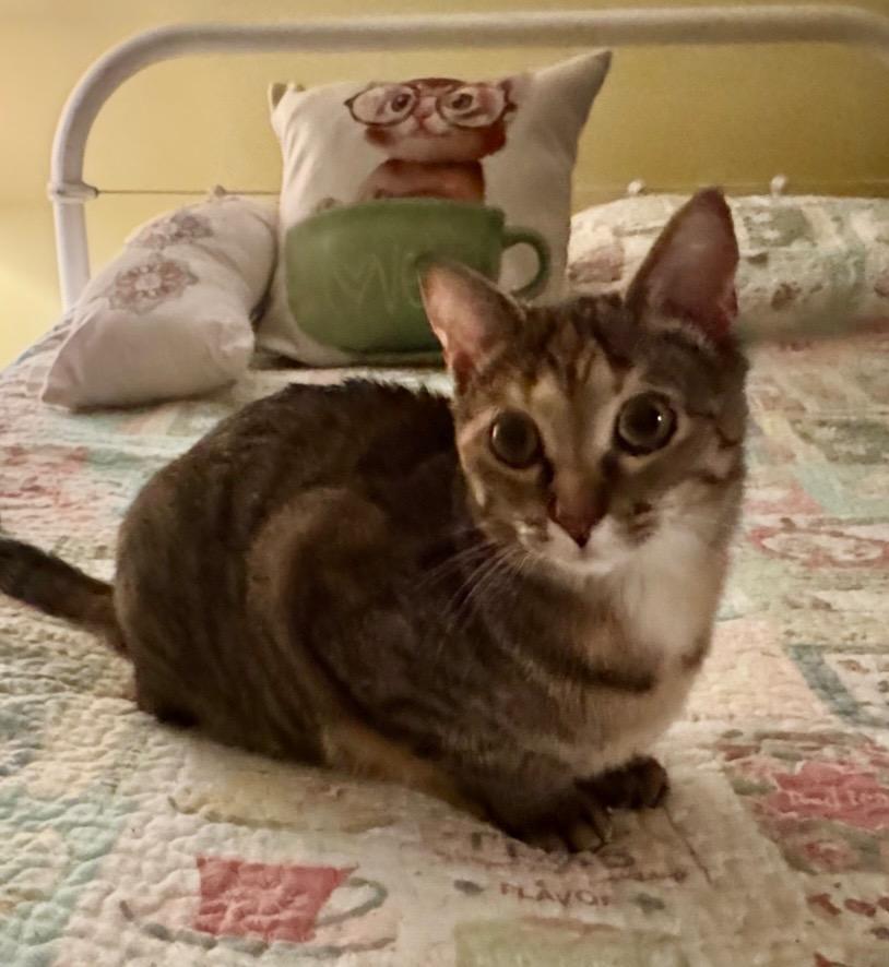 Chelsea, Adoptable, Young Female Domestic Short Hair.