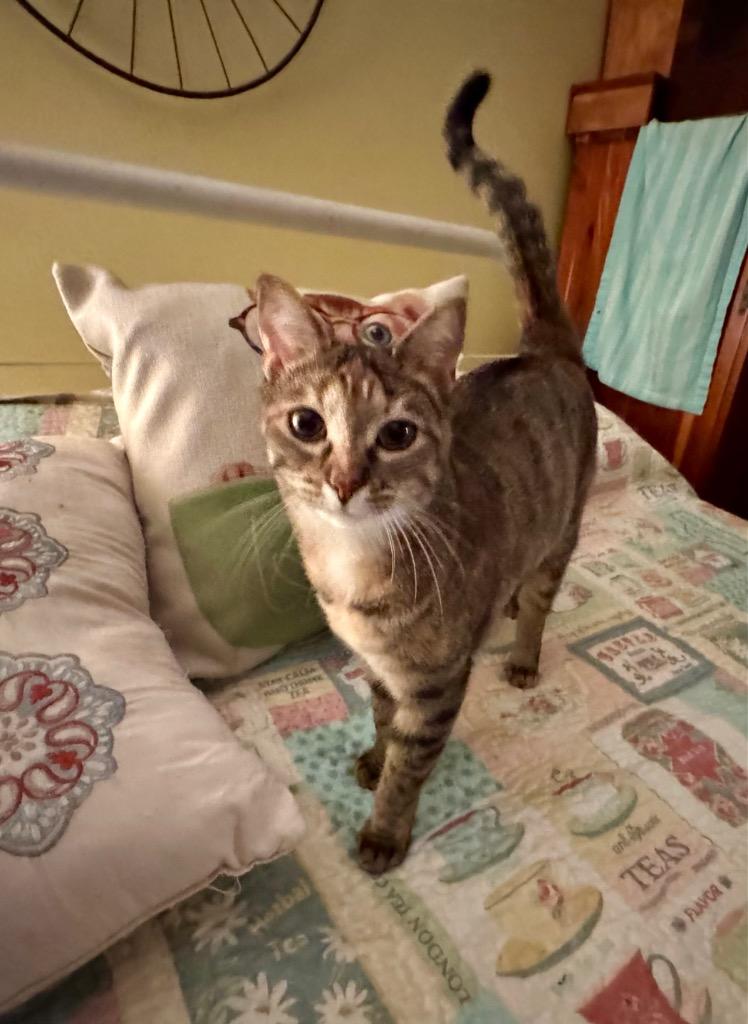 Enlarge Chelsea, a Adoptable mixed breed in Cumming, GA image 6/6