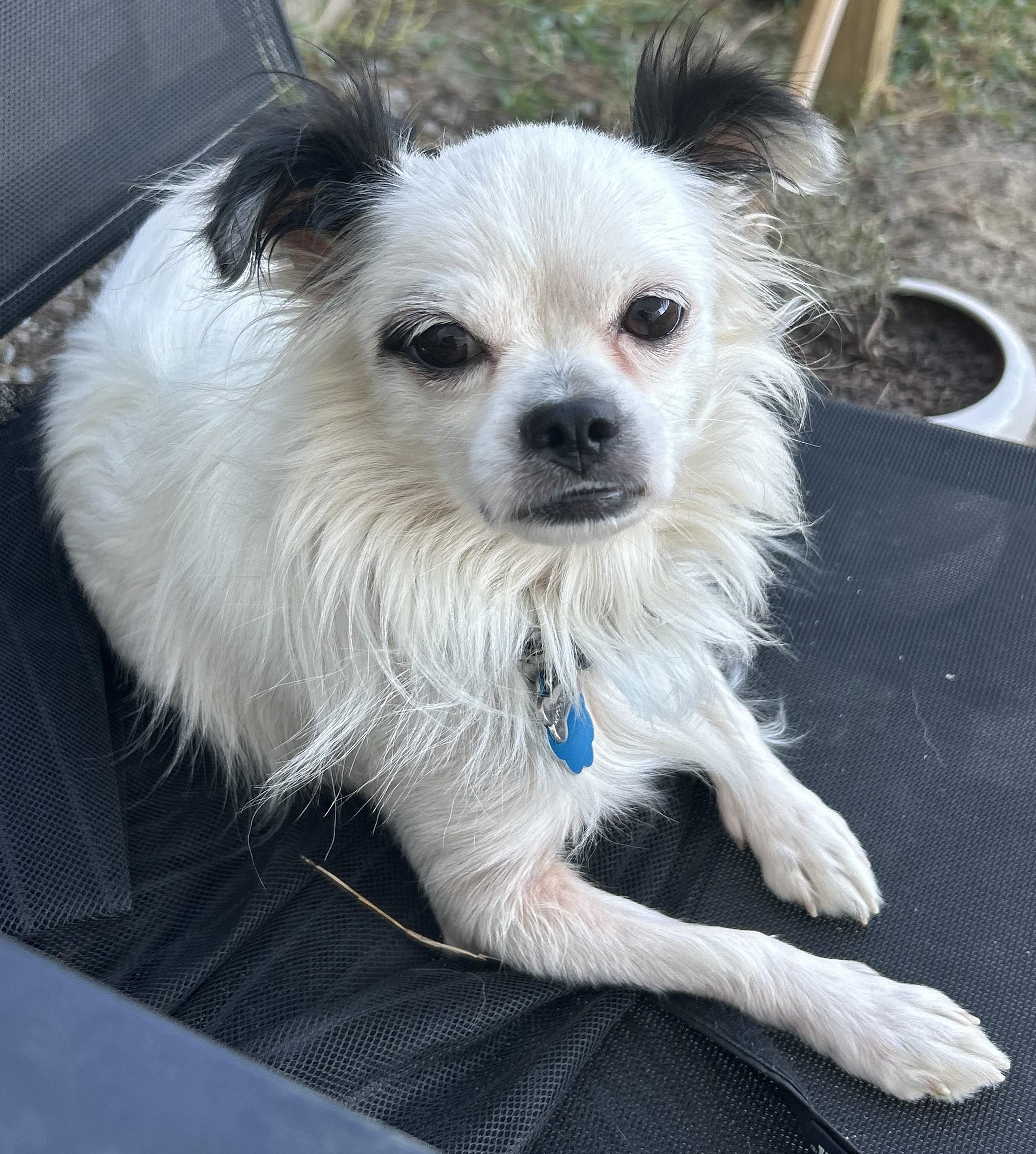 Enlarge Ozzie (Adorable Lap Dog), a Adoptable mixed breed in Newfoundland, PA image 4/6
