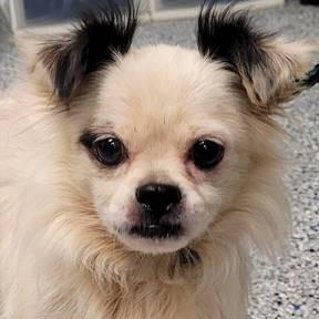 Ozzie (Adorable Lap Dog), Adoptable, Adult Male Pomeranian & Chihuahua.