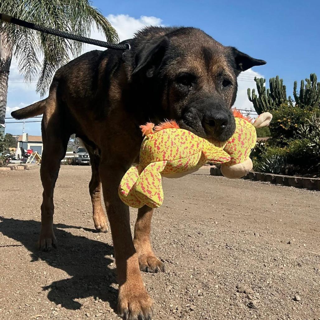 Clover, Adoptable, Senior Female Mixed Breed.