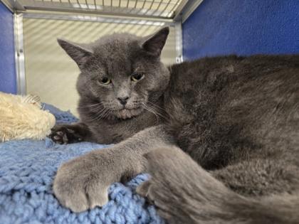 Kyle OF70, Adoptable, Adult Male Domestic Short Hair & Domestic Short Hair.