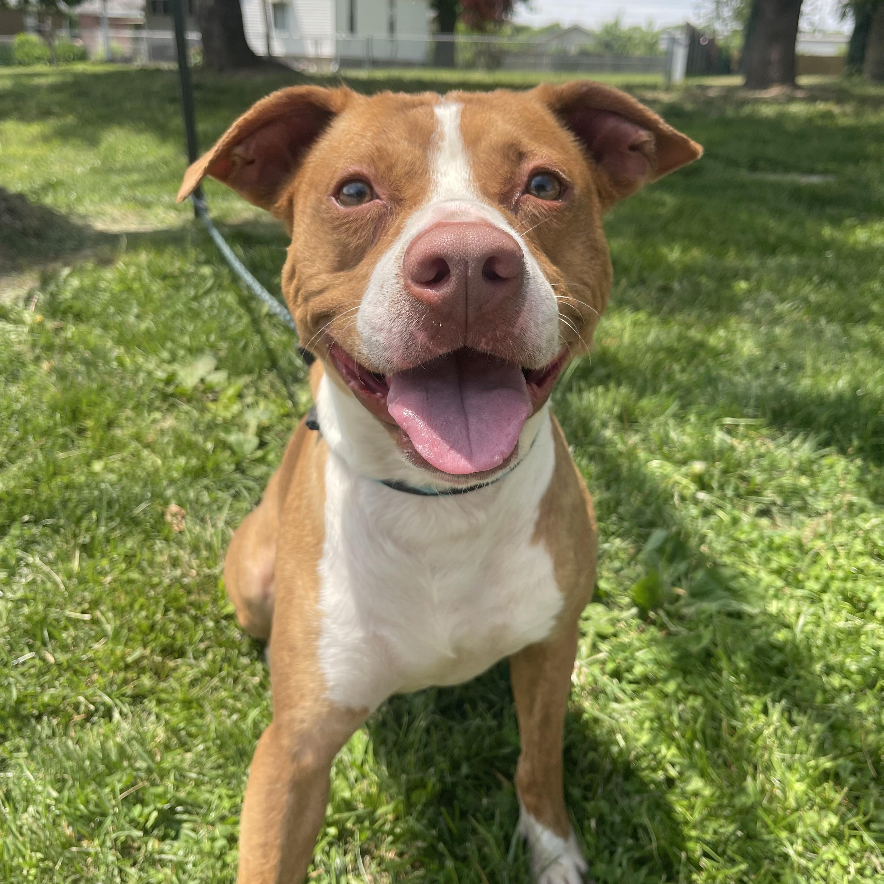 Enlarge Paulie, a ADOPTABLE mixed breed in Springfield, IL image 4/4