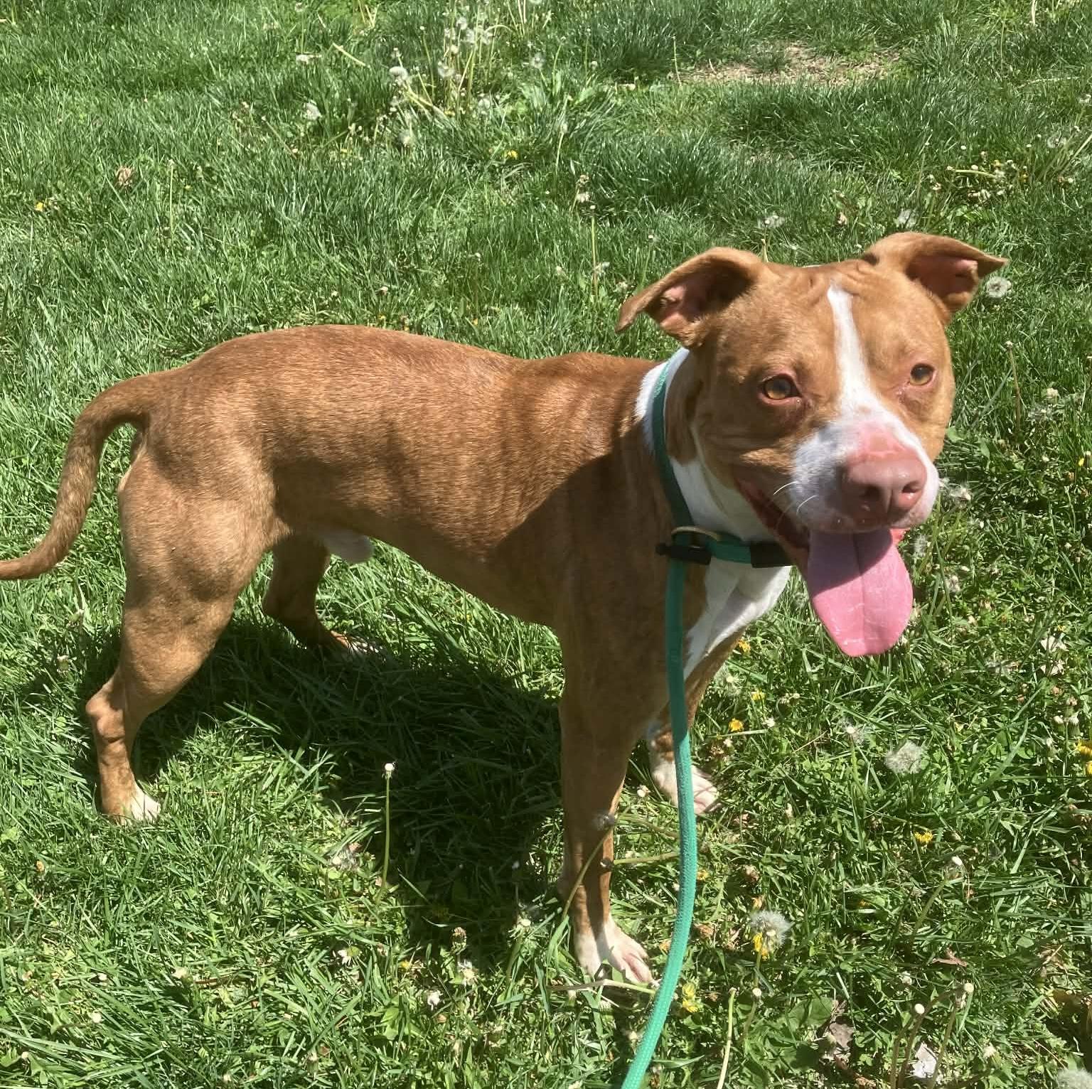 Enlarge Paulie, a ADOPTABLE mixed breed in Springfield, IL image 2/4