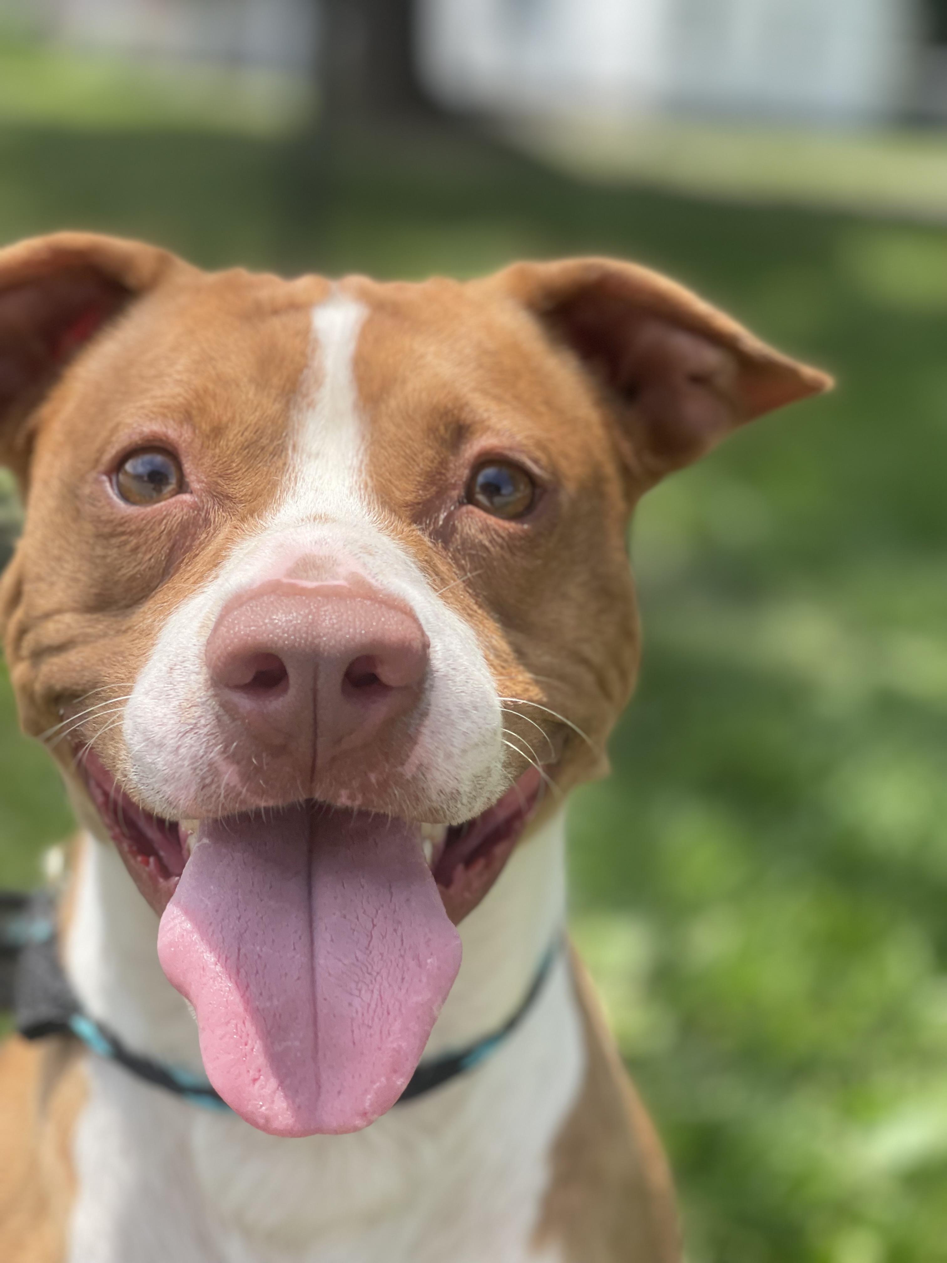 Enlarge Paulie, a ADOPTABLE mixed breed in Springfield, IL image 3/4
