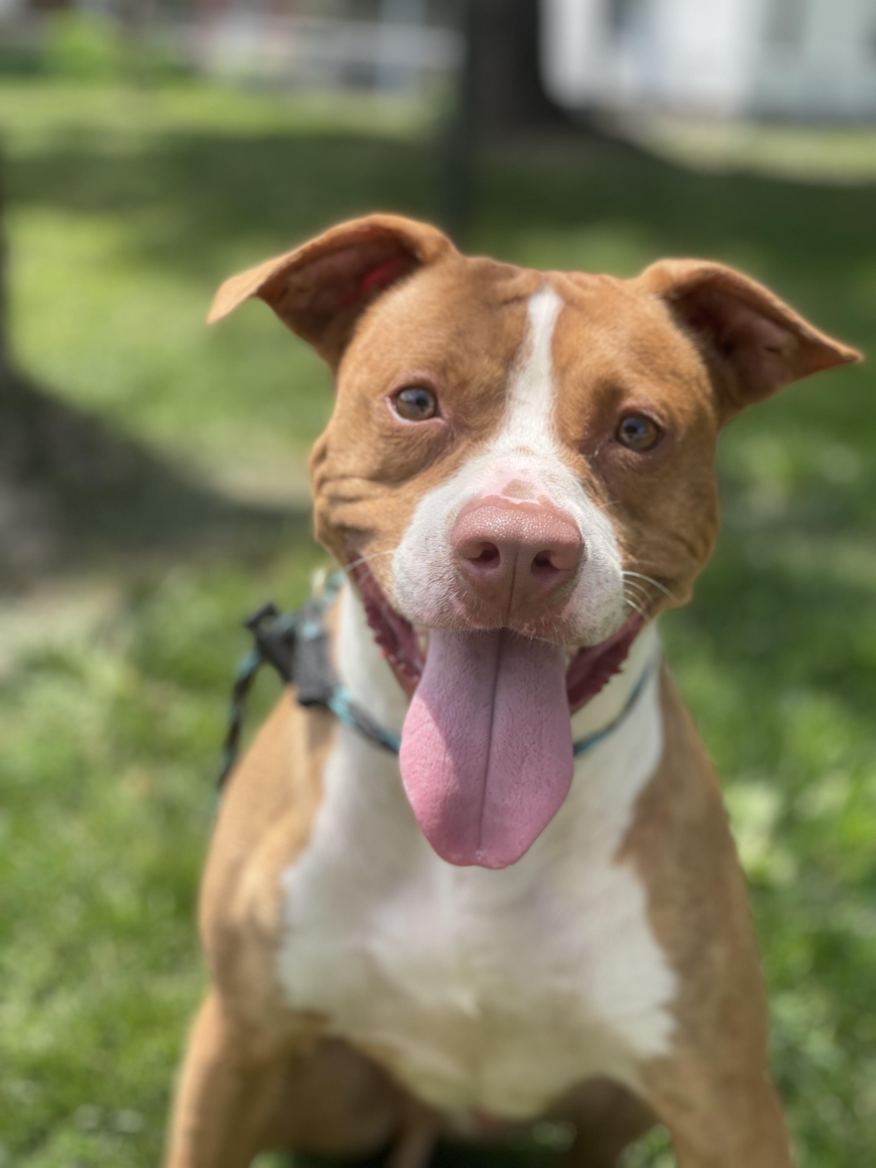 Enlarge Paulie, a ADOPTABLE mixed breed in Springfield, IL image 1/4