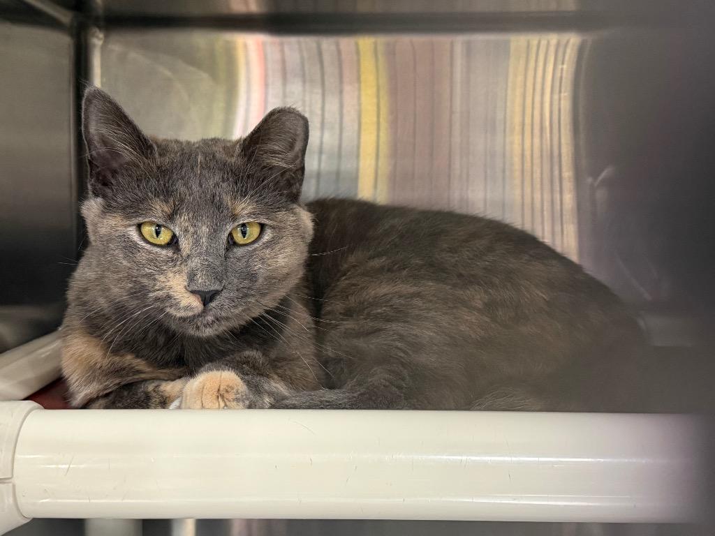 Honey, Adoptable, Young Female Domestic Short Hair.