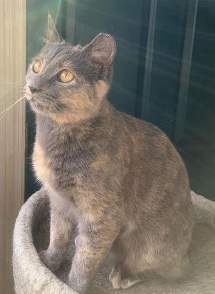 Enlarge Honey, a Adoptable mixed breed in Fort Oglethorpe, GA image 2/3