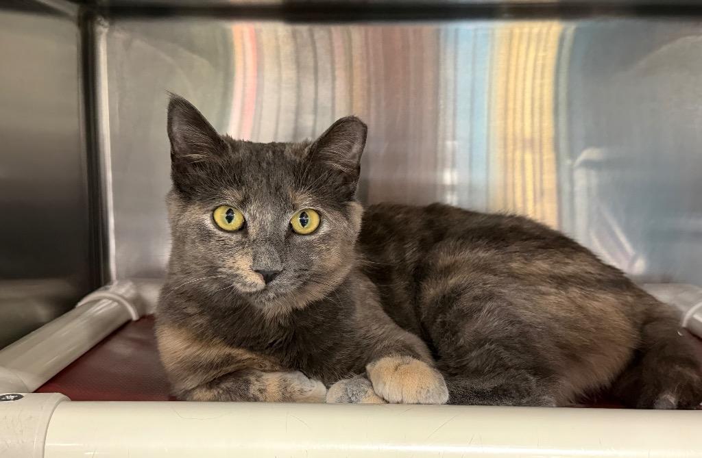 Enlarge Honey, a Adoptable mixed breed in Fort Oglethorpe, GA image 3/3