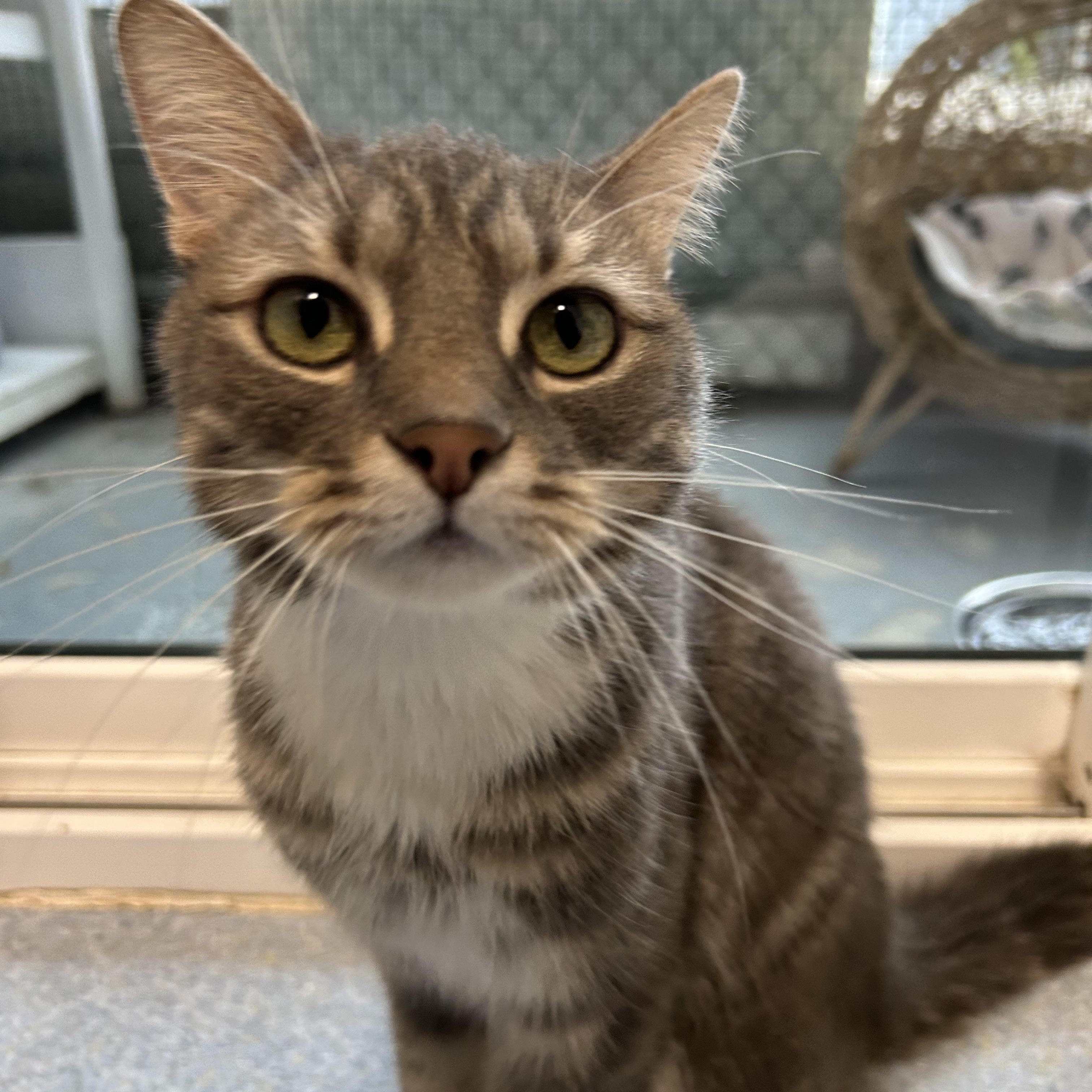 Enlarge Nala, an adopted Domestic Short Hair in El Cajon, CA image 2/3