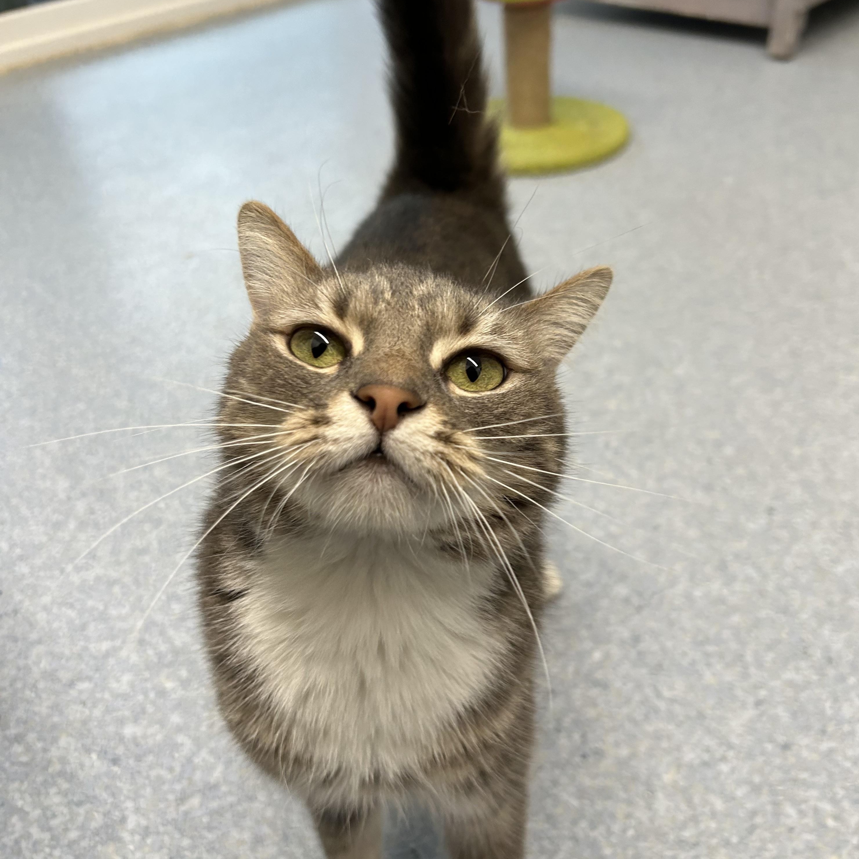 Enlarge Nala, an adopted Domestic Short Hair in El Cajon, CA image 3/3