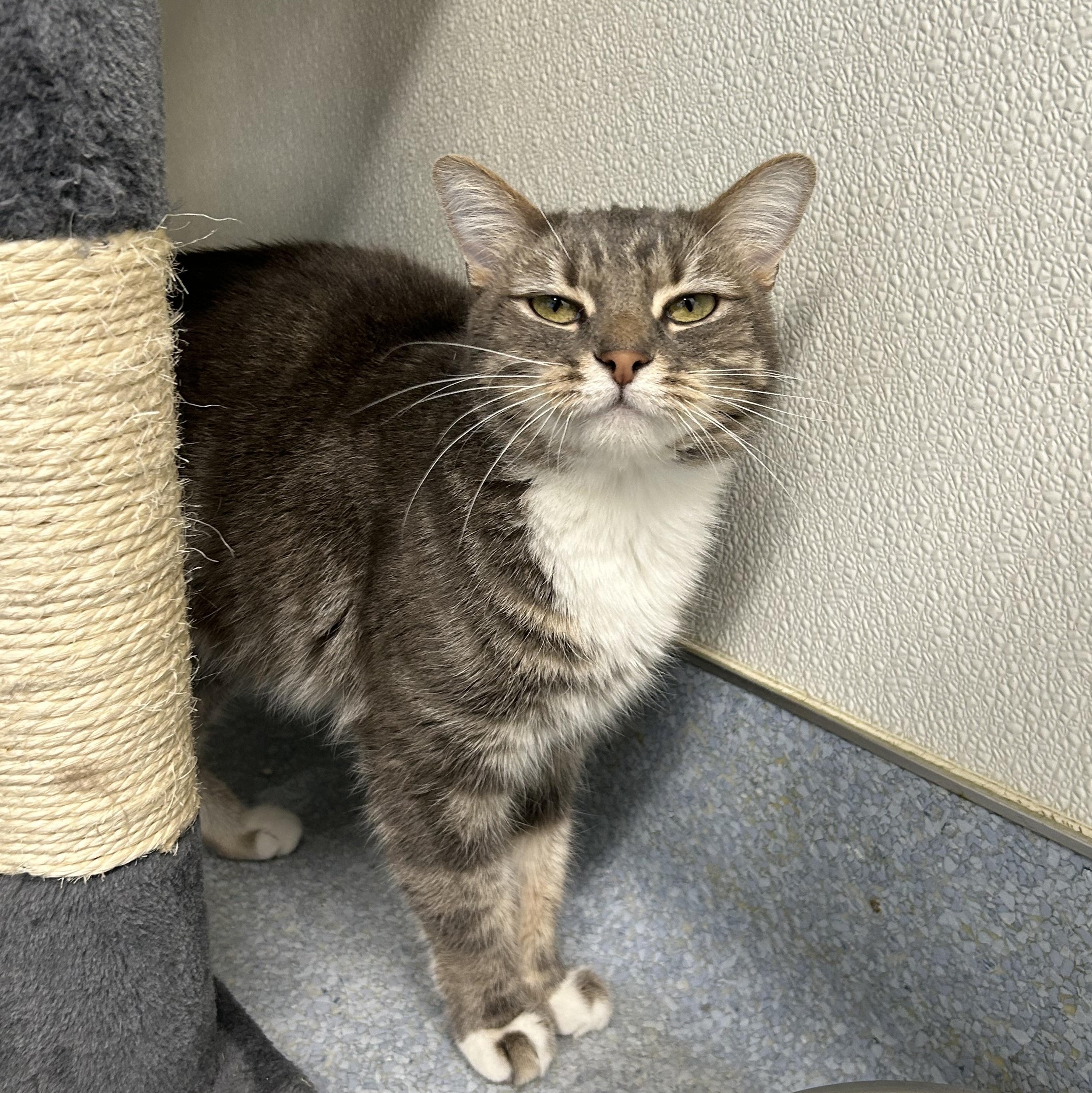 Nala, adopted, Adult Female Domestic Short Hair.