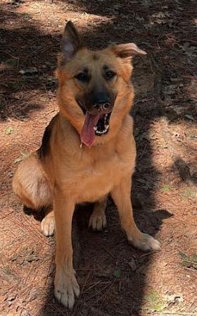 Enlarge Luna, a Adopted German Shepherd Dog in Decatur, GA image 1/3