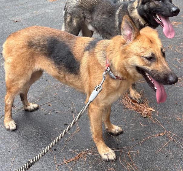 Enlarge Luna, a Adopted German Shepherd Dog in Decatur, GA image 2/3