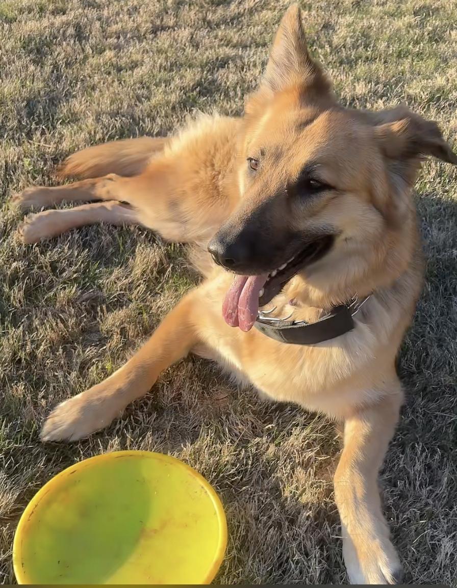 Enlarge Luna, a Adopted German Shepherd Dog in Decatur, GA image 3/3
