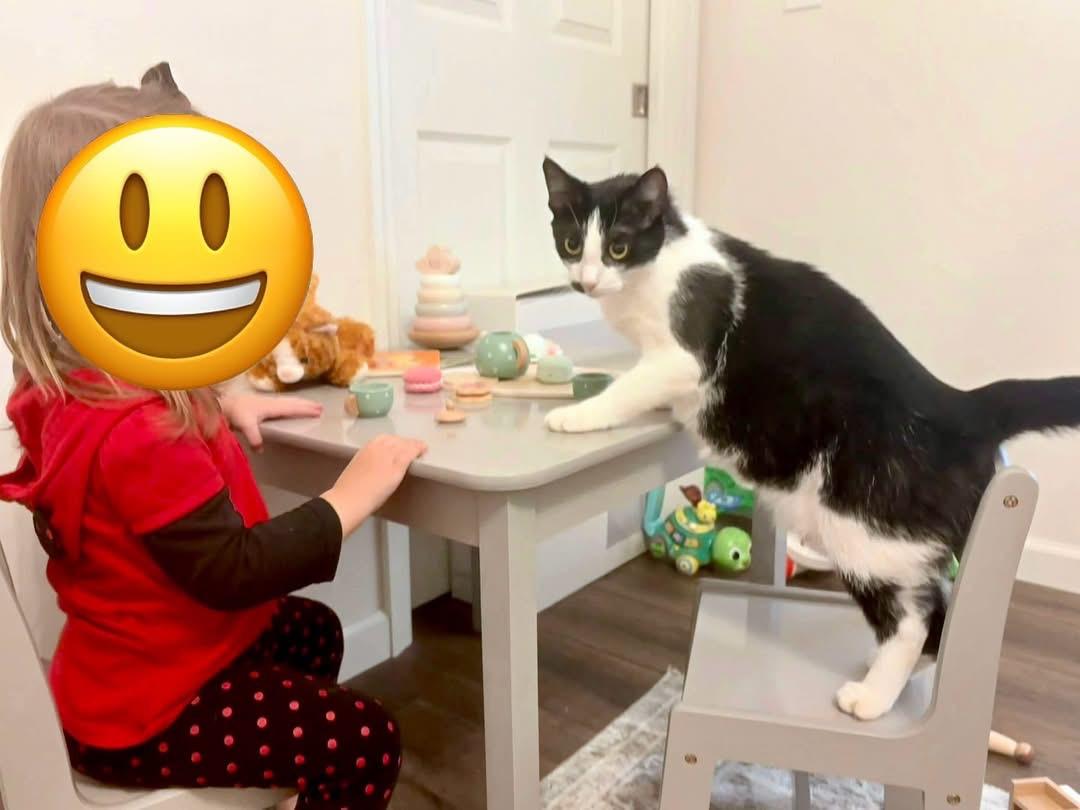 Enlarge Dahlia - SPONSORED!, a Adoptable Domestic Short Hair in Elkland, PA image 1/4