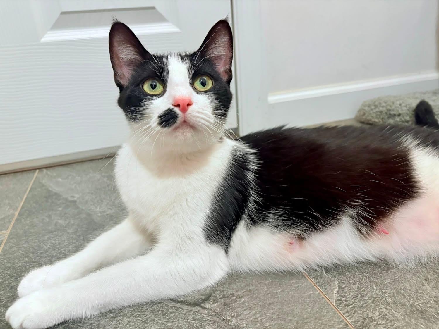 Enlarge Dahlia - SPONSORED!, a Adoptable Domestic Short Hair in Elkland, PA image 4/4