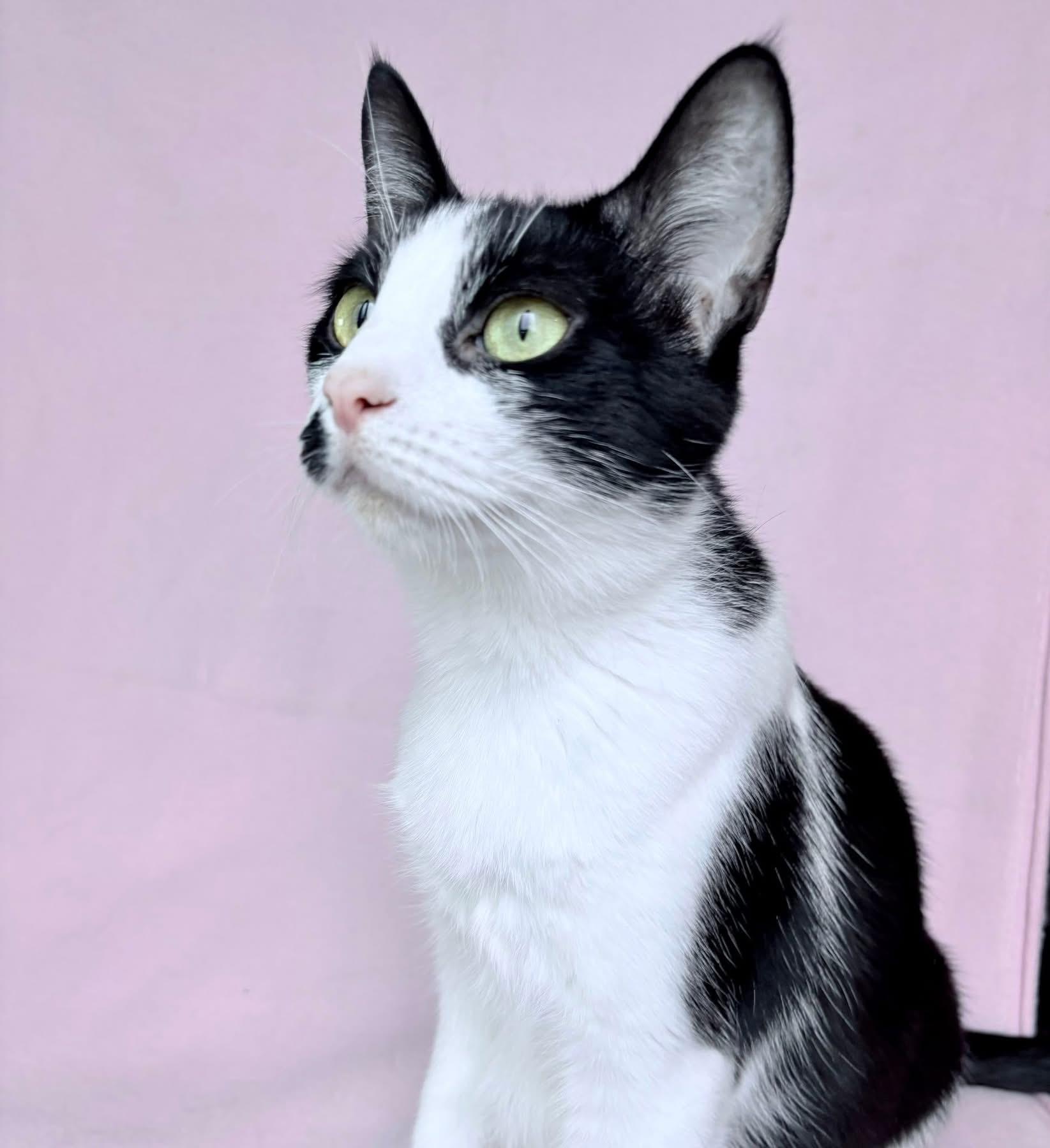 Enlarge Dahlia - SPONSORED!, a Adoptable Domestic Short Hair in Elkland, PA image 2/4