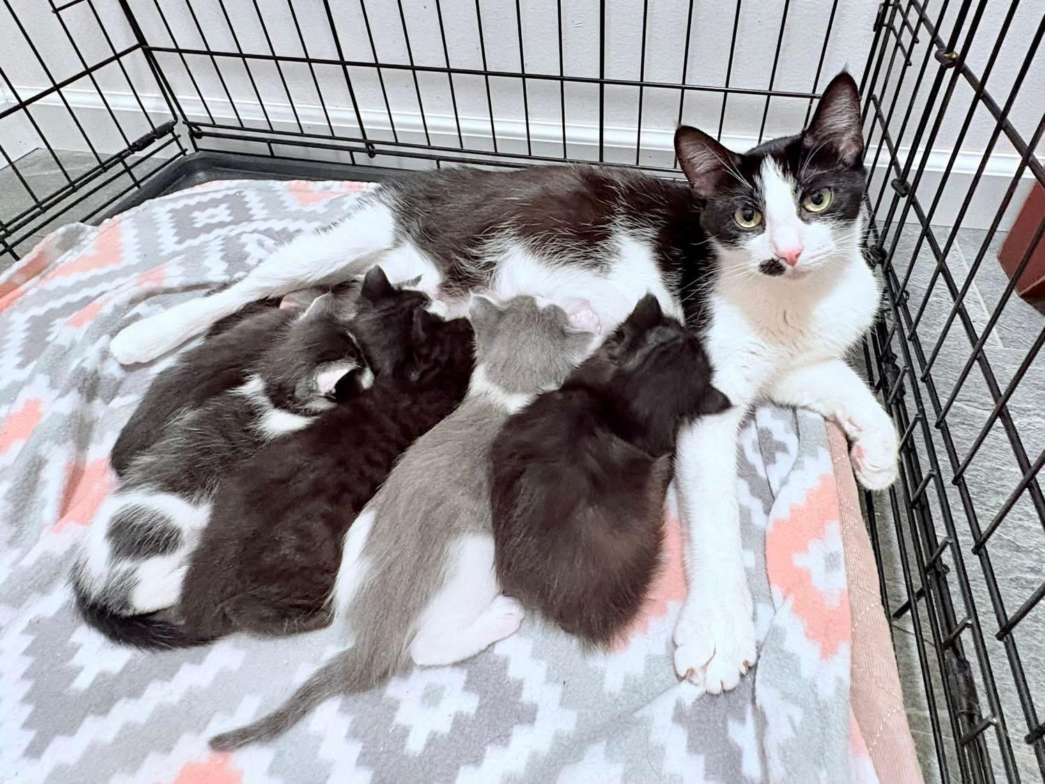 Enlarge Dahlia - SPONSORED!, a Adoptable Domestic Short Hair in Elkland, PA image 3/4