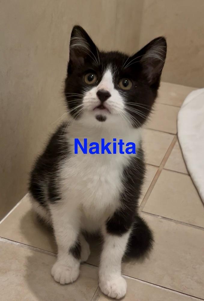 Enlarge Nakita, a Adoptable Domestic Short Hair in Fern Park, FL image 1/2