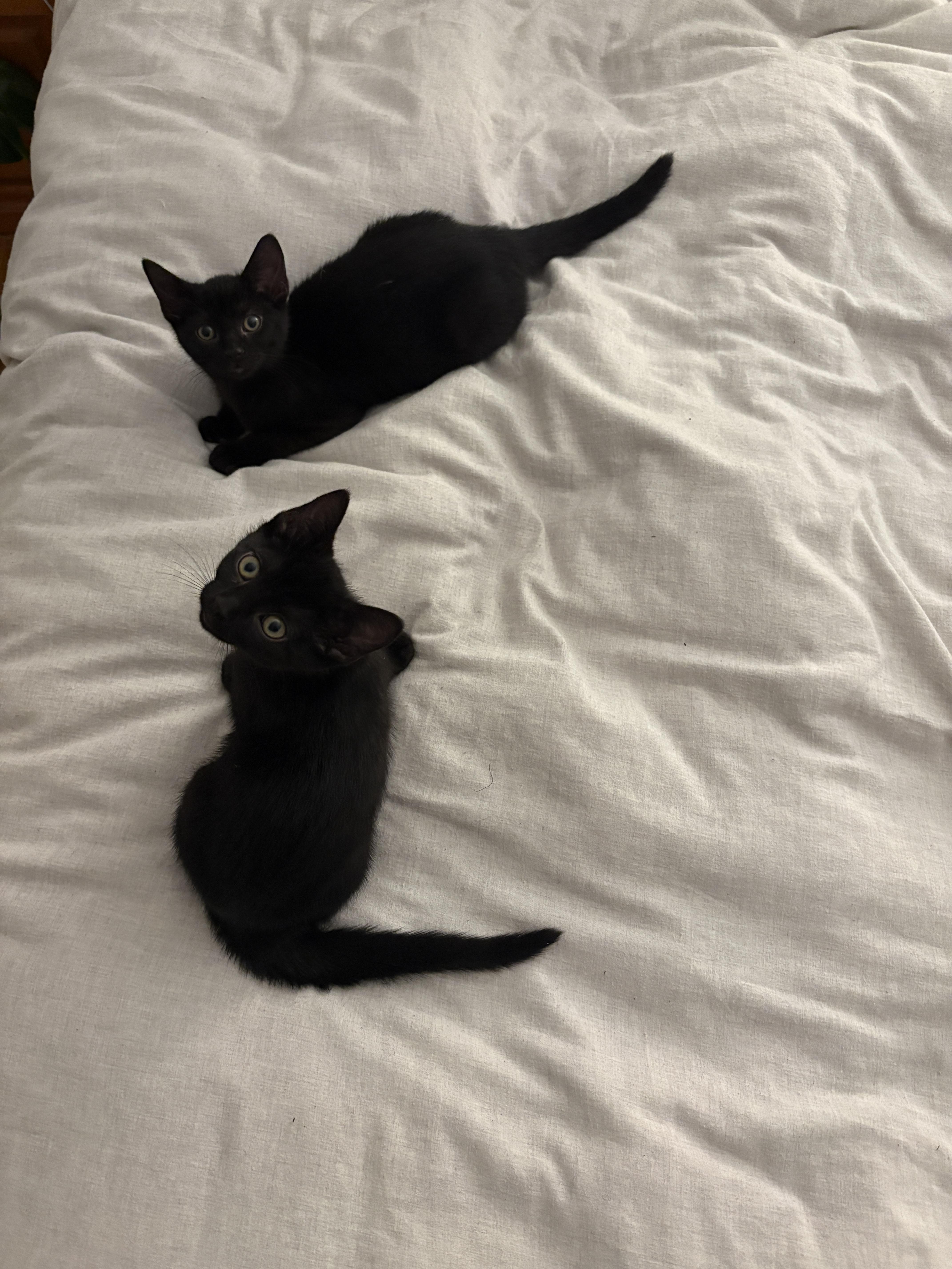 Alakazam *MUST BE ADOPTED W ABRACADABRA OR BUDDY*, a Adoptable Domestic Short Hair in Toronto, ON image 1/6