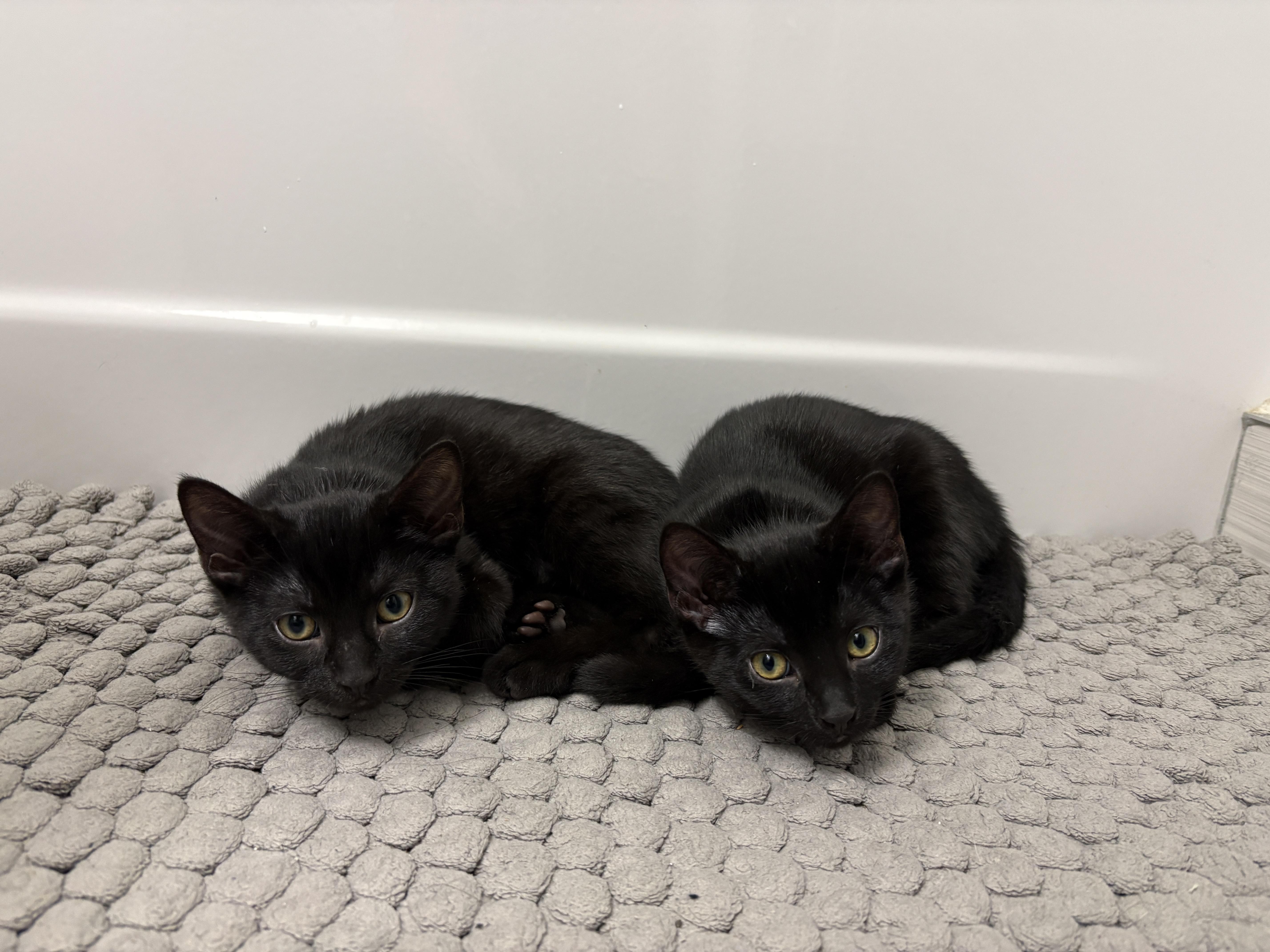 Alakazam *MUST BE ADOPTED W ABRACADABRA OR BUDDY*, a Adoptable Domestic Short Hair in Toronto, ON image 2/6