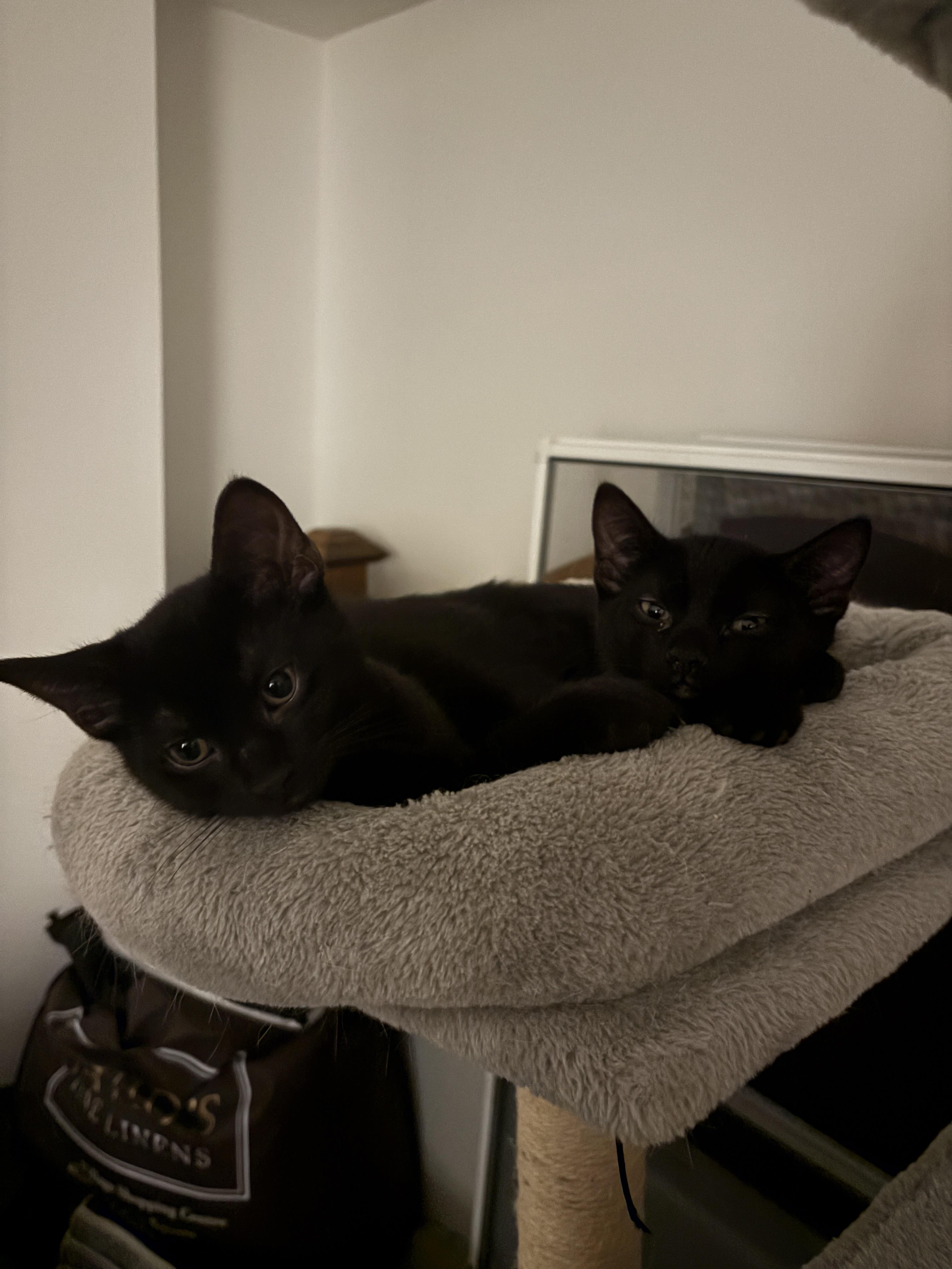 Alakazam *MUST BE ADOPTED W ABRACADABRA OR BUDDY*, a Adoptable Domestic Short Hair in Toronto, ON image 6/6