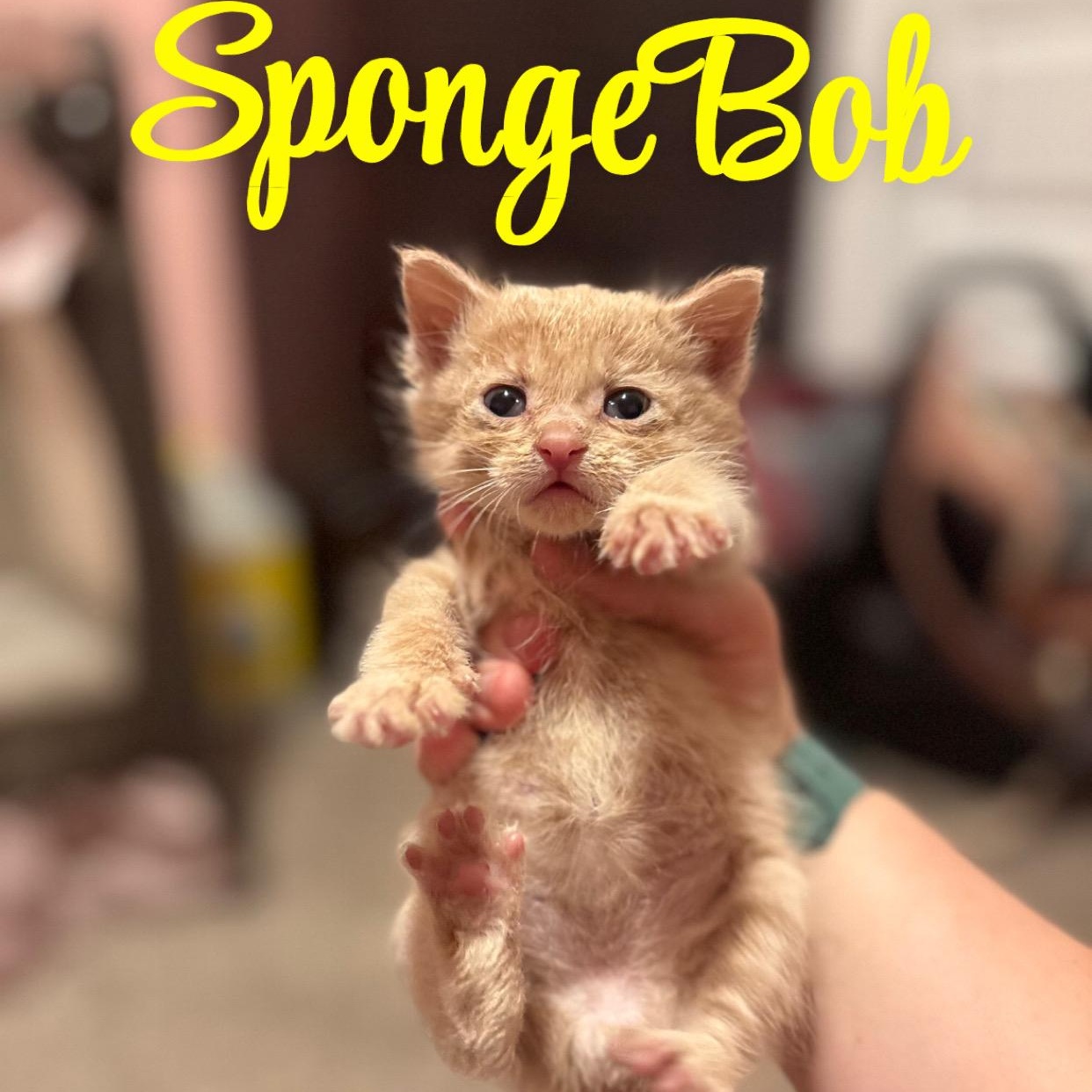 Enlarge SpongeBob SquarePants, a ADOPTABLE mixed breed in Youngstown, FL image 1/3
