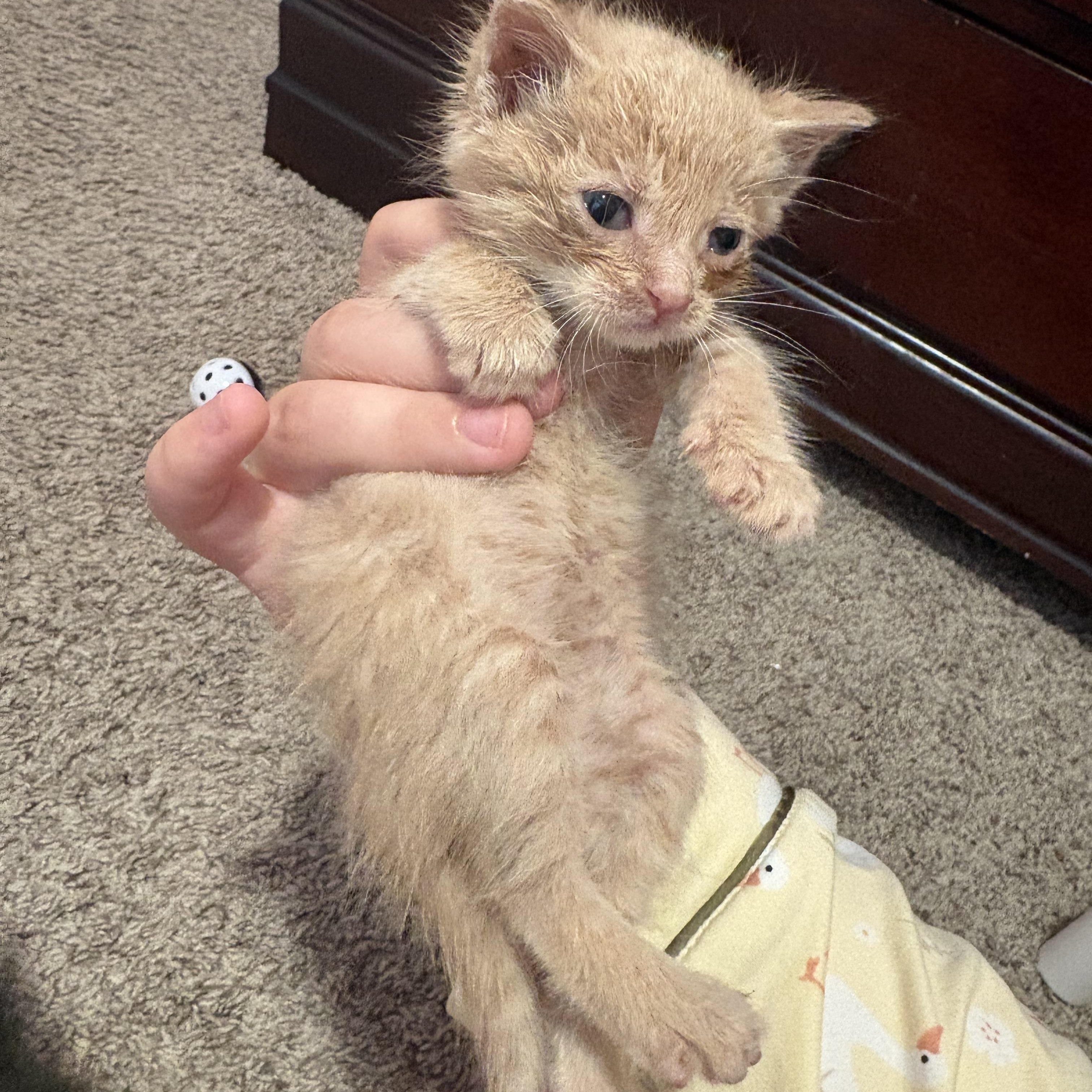 Enlarge SpongeBob SquarePants, a ADOPTABLE mixed breed in Youngstown, FL image 3/3