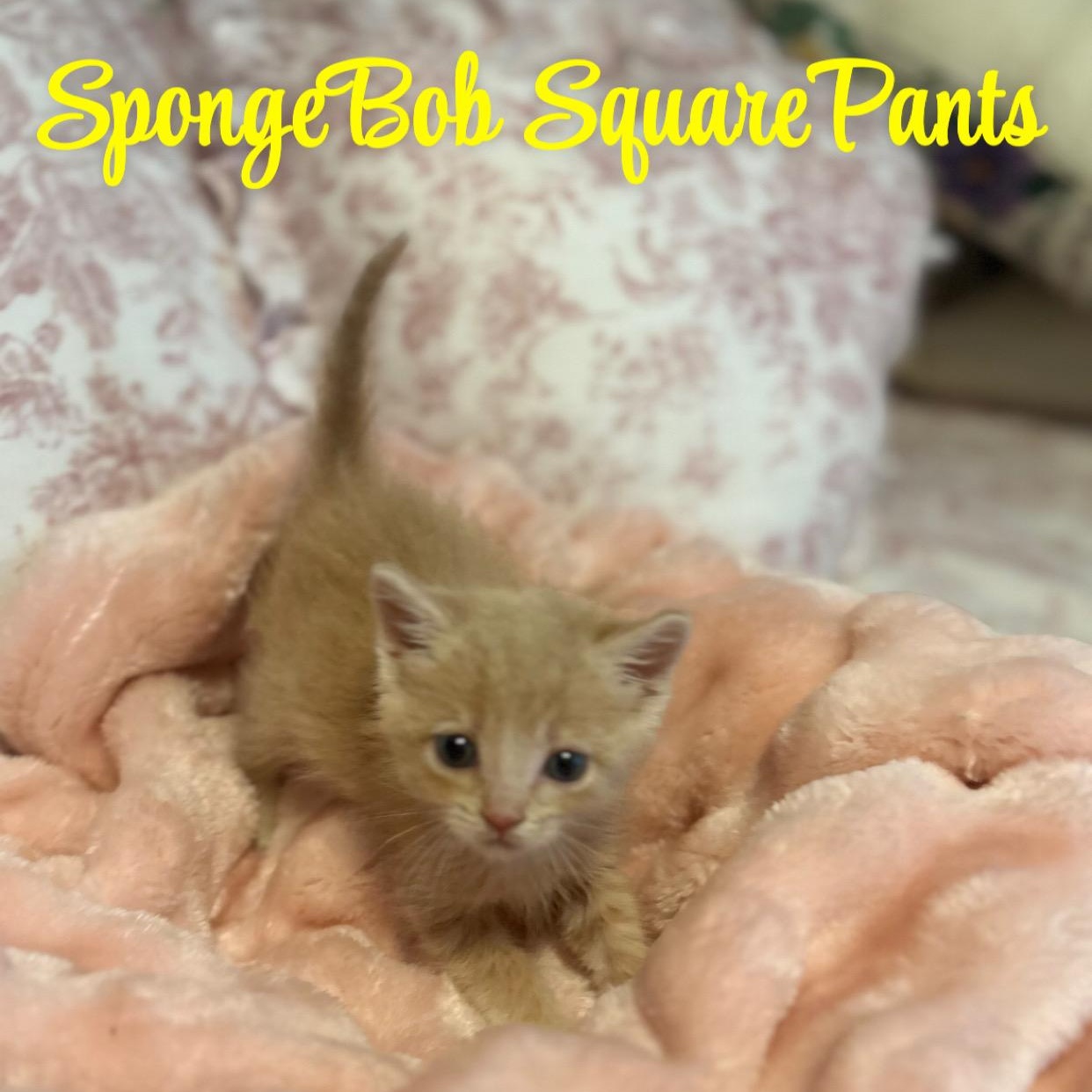 Enlarge SpongeBob SquarePants, a ADOPTABLE mixed breed in Youngstown, FL image 2/3