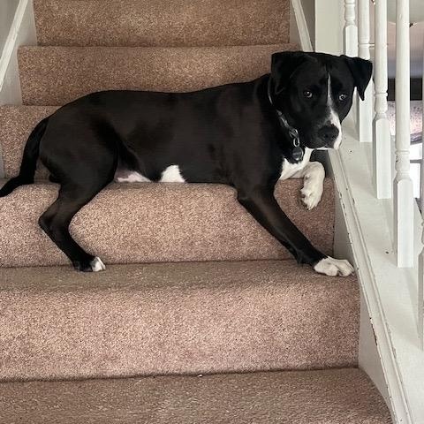 Enlarge Vince, an adopted mixed breed in East Dundee , IL image 2/6