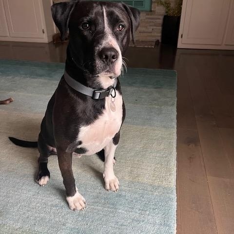 Enlarge Vince, an adopted mixed breed in East Dundee , IL image 1/6