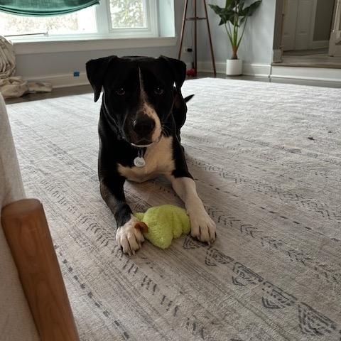 Enlarge Vince, an adopted mixed breed in East Dundee , IL image 6/6