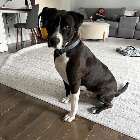 Enlarge Vince, an adopted mixed breed in East Dundee , IL image 3/6