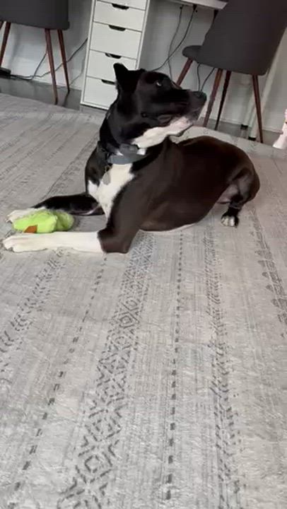 Enlarge Vince, an adopted mixed breed in East Dundee , IL video 4/6