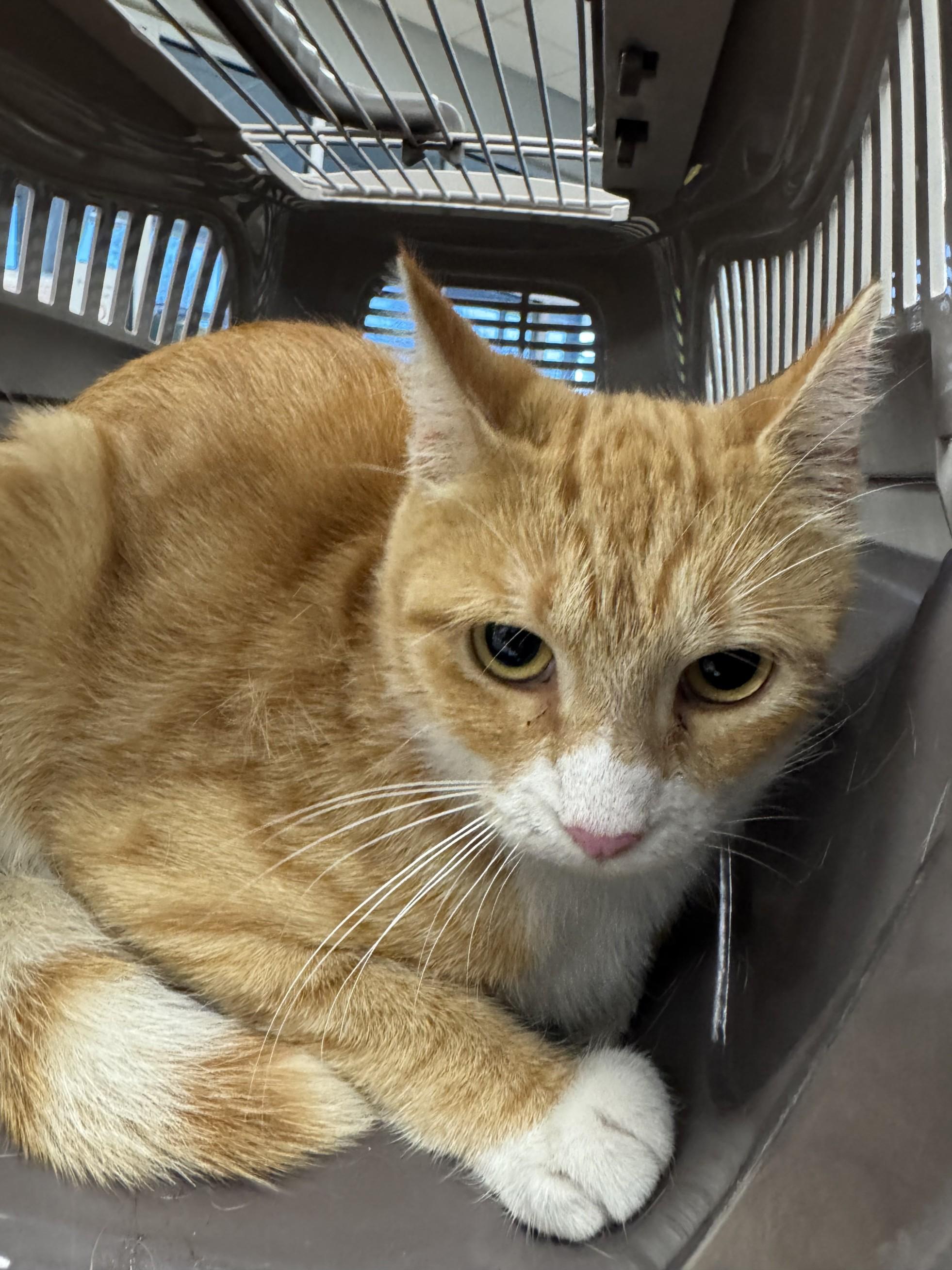Ginger A213728