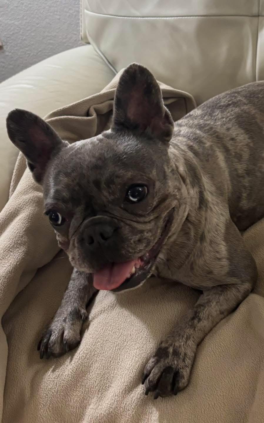 Kali, adopted, Young Female French Bulldog.