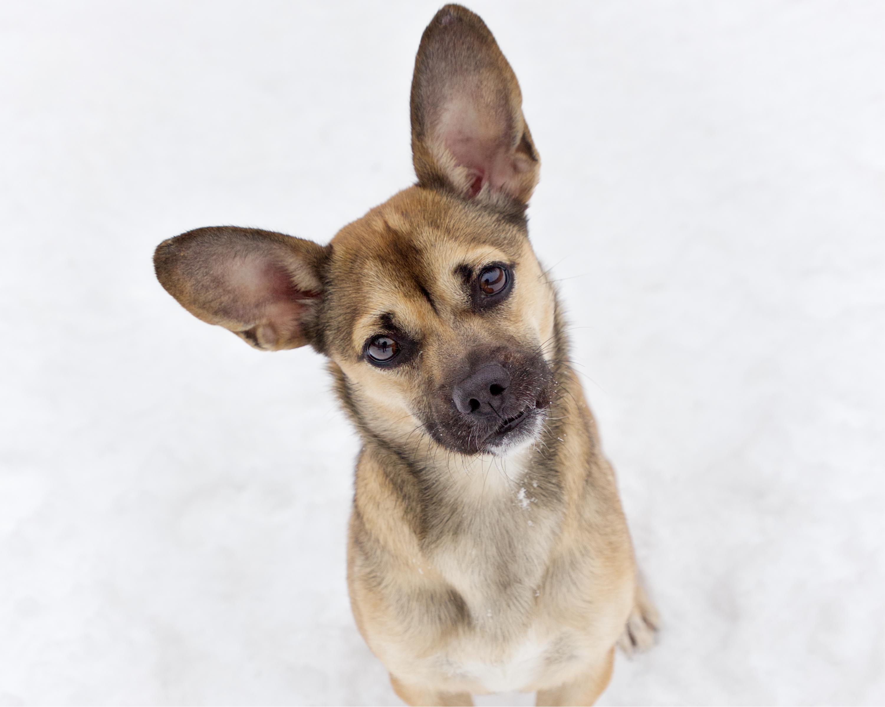 Enlarge Tiki, an adopted mixed breed in Winnipeg, MB image 1/1