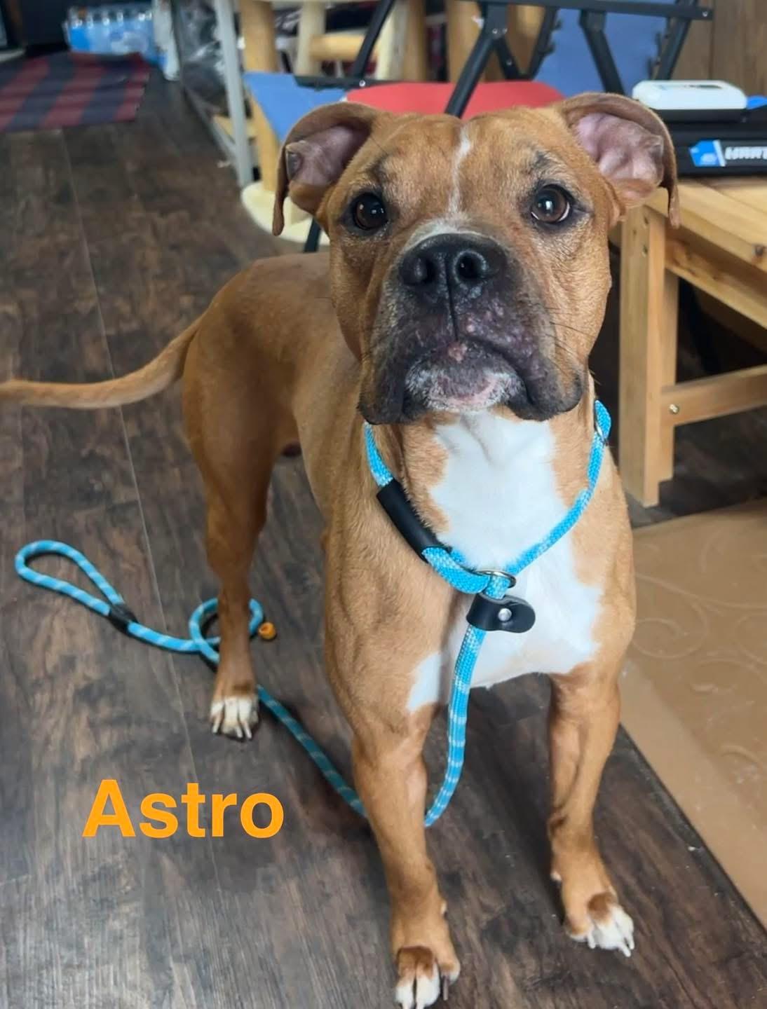 Astro, ADOPTABLE, Young Male Boxer.