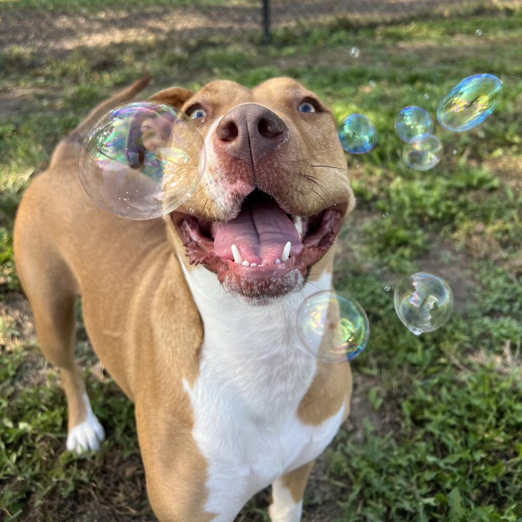 Enlarge Roz 2094, a Adoptable Mixed Breed in Kansas City, MO image 1/6