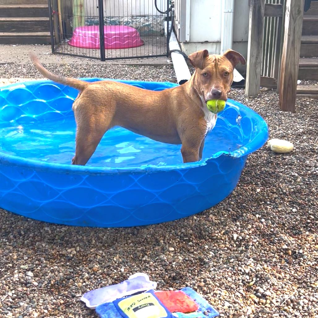 Roz 2094, Adoptable, Adult Female Mixed Breed.