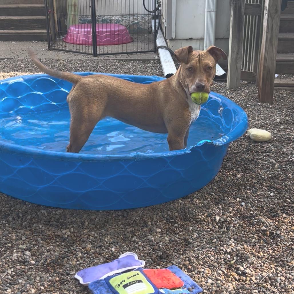 Roz 2094, Adoptable, Adult Female Mixed Breed.