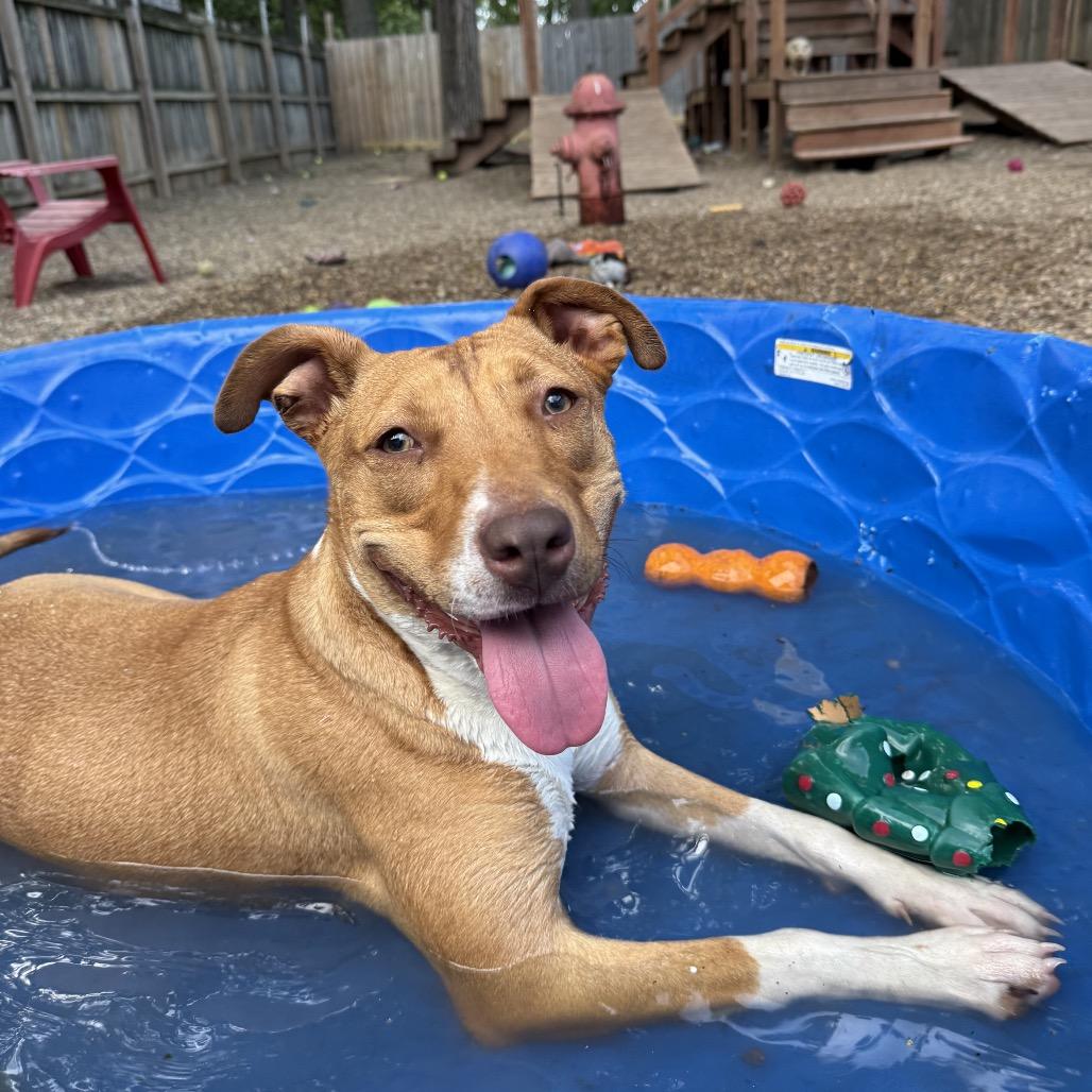 Enlarge Roz 2094, a Adoptable Mixed Breed in Kansas City, MO image 3/6