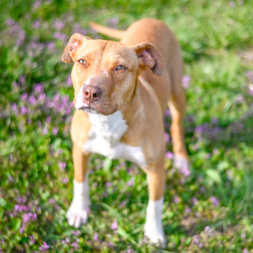Roz 2094, a Adoptable Mixed Breed in Kansas City, MO image 1/2