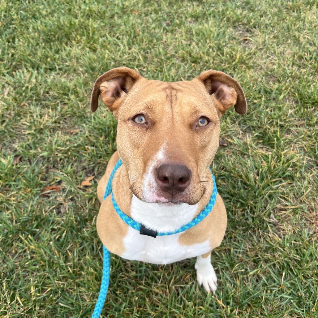 Roz 2094, a Adoptable Mixed Breed in Kansas City, MO image 2/2