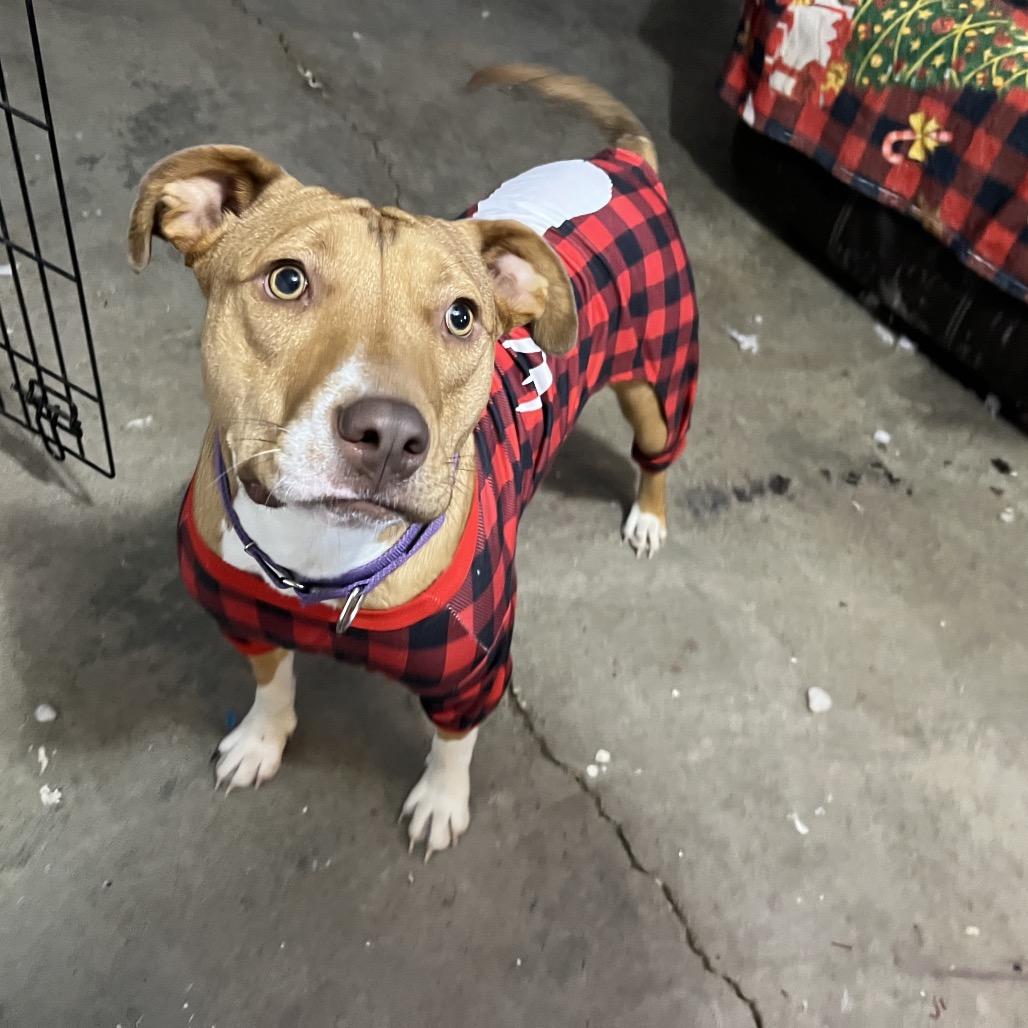 Enlarge Roz 2094, a Adoptable Mixed Breed in Kansas City, MO image 2/6